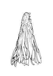 Calyptrochaeta cristata, calyptra. Drawn from V.D. Zotov s.n., 27 Aug. 1933, CHR 6867.
 Image: R.C. Wagstaff © Landcare Research 2017 